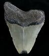 Bargain Megalodon Tooth #6996-2